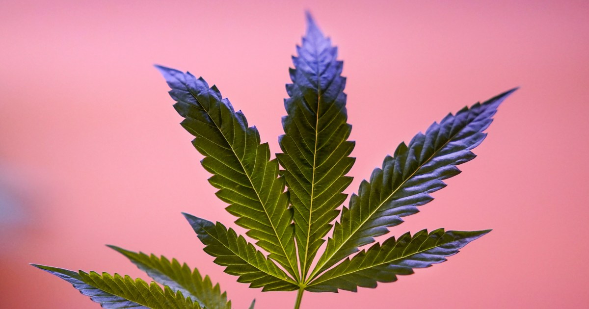Veterans groups join calls for Biden administration to reschedule marijuana