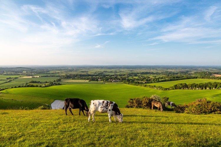 Legislation to end abuses of power in UK dairy supply chain to go before parliament