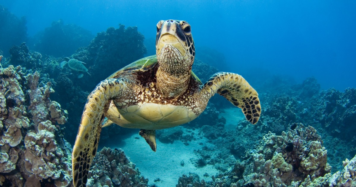 9 dead, 78 others hospitalized after eating sea turtle meat on Zanzibar’s Pemba Island