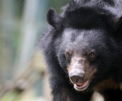 Bear attacks leave one dead, two injured