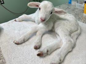 Good Samaritan rescues 5-legged lamb, seeks life-saving surgery funds