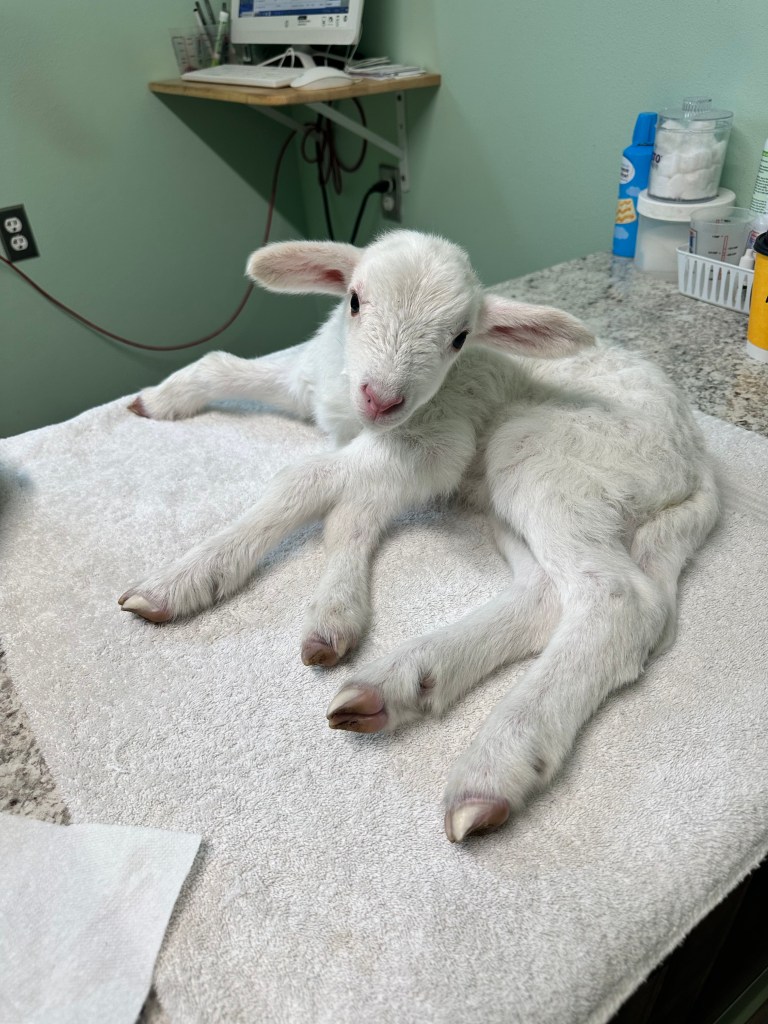 Good Samaritan rescues 5-legged lamb, seeks life-saving surgery funds