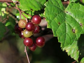 Meet muscadines, the native grapes of the southern U.S.