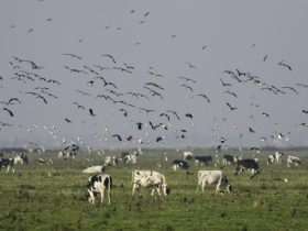 First human case of bird flu due to exposure to ill dairy cows recorded in the US