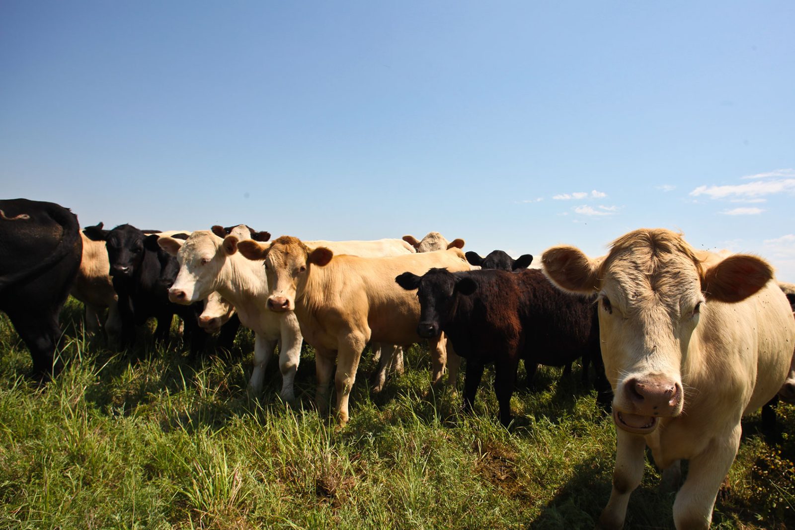 Bird flu outbreaks are popping up across the U.S. Should you be concerned?