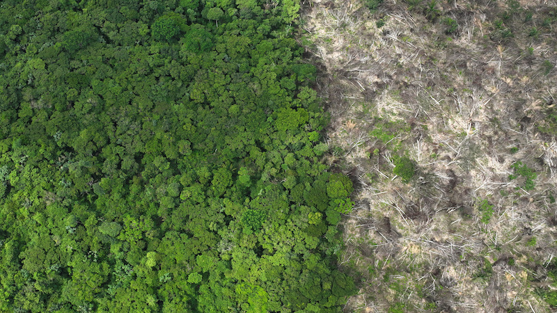 “Two steps forward, two steps back” – Governments off course for forest protection target