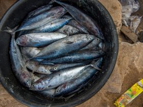 Why suspicious deaths and violence plague the seafood industry and what we can do about it