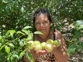 Between Brazil’s Caatinga & Cerrado, communities profit from native fruits