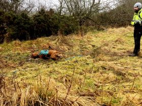 Sniffer dogs detect leaking water mains