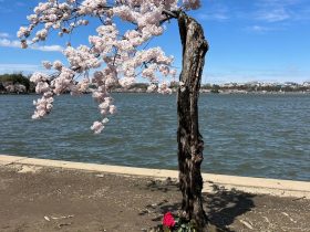 Saving ‘Stumpy’: How residents in Washington scramble to save this one cherry tree