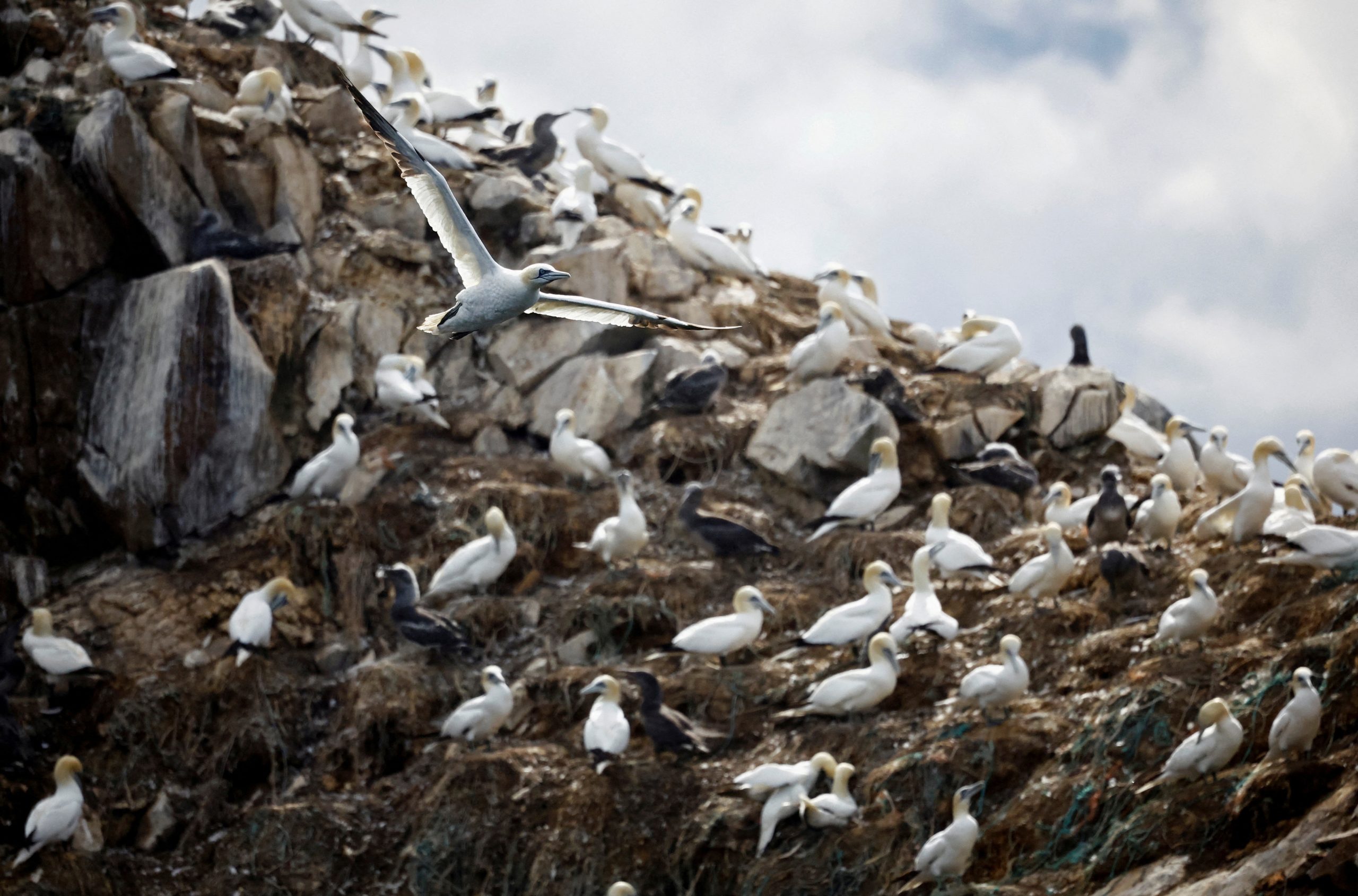 Bird Flu Outbreaks Emerge Across the U.S.: Cause for Concern?