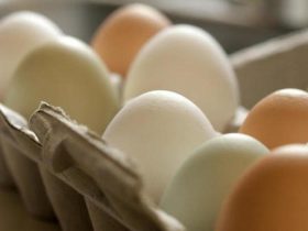 Major U.S. Fresh Egg Producer Discovers Bird Flu in Texas and Michigan Plants