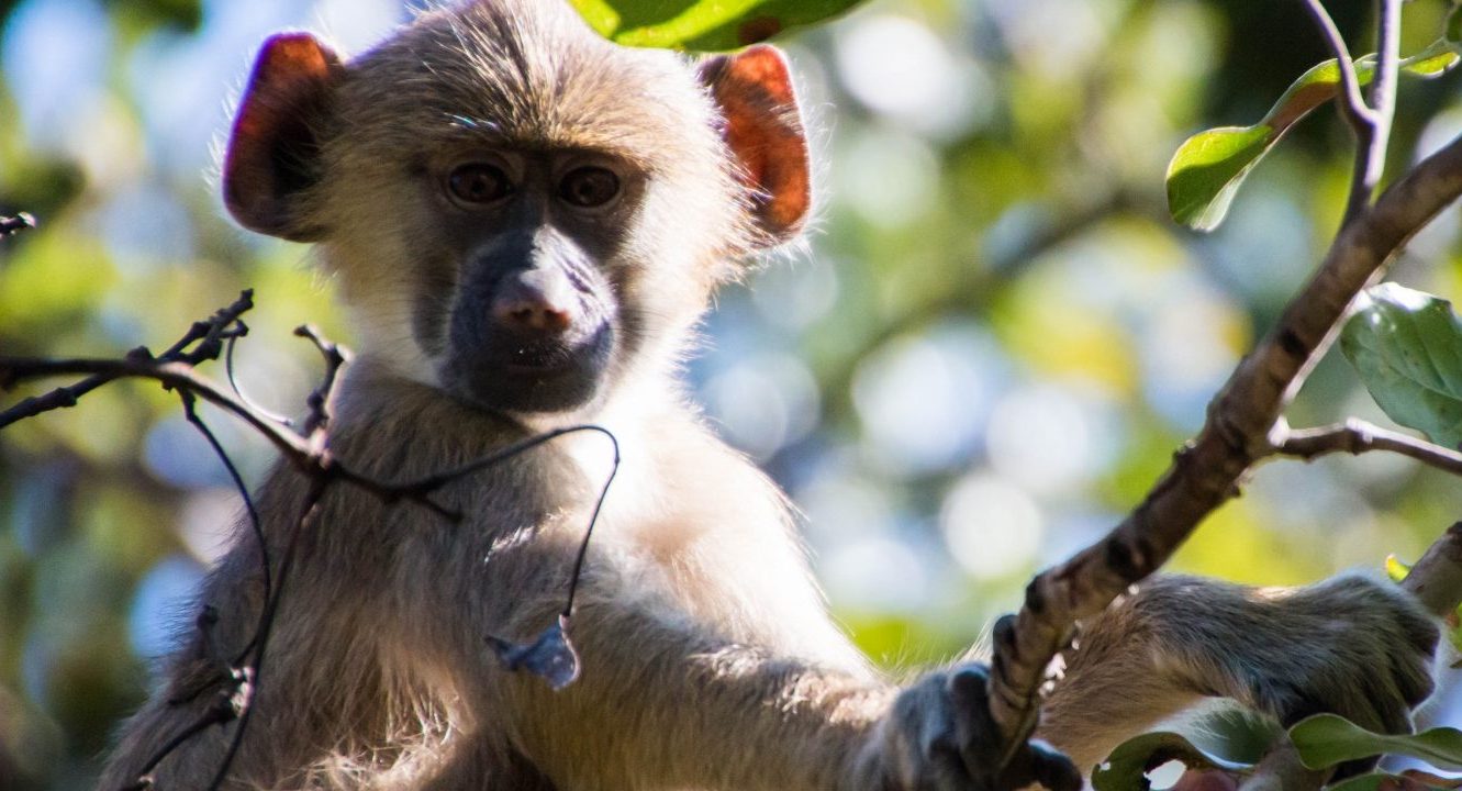 Securing Malawi's Wildlife Future: Revamping Brand and Website