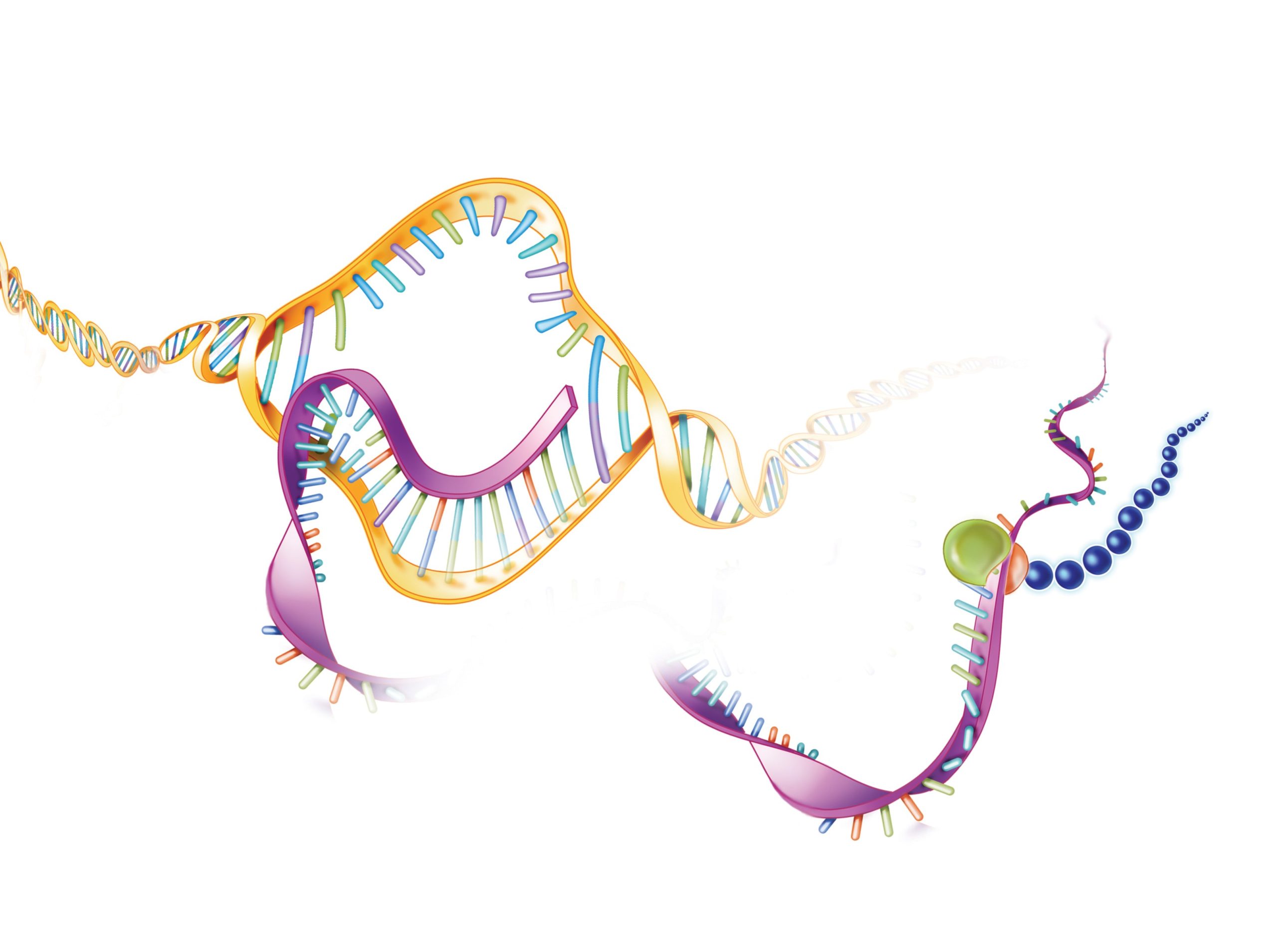 Study Identifies Genetic Variant in Puerto Rican APECED Patients, Paving Way for Targeted Therapies