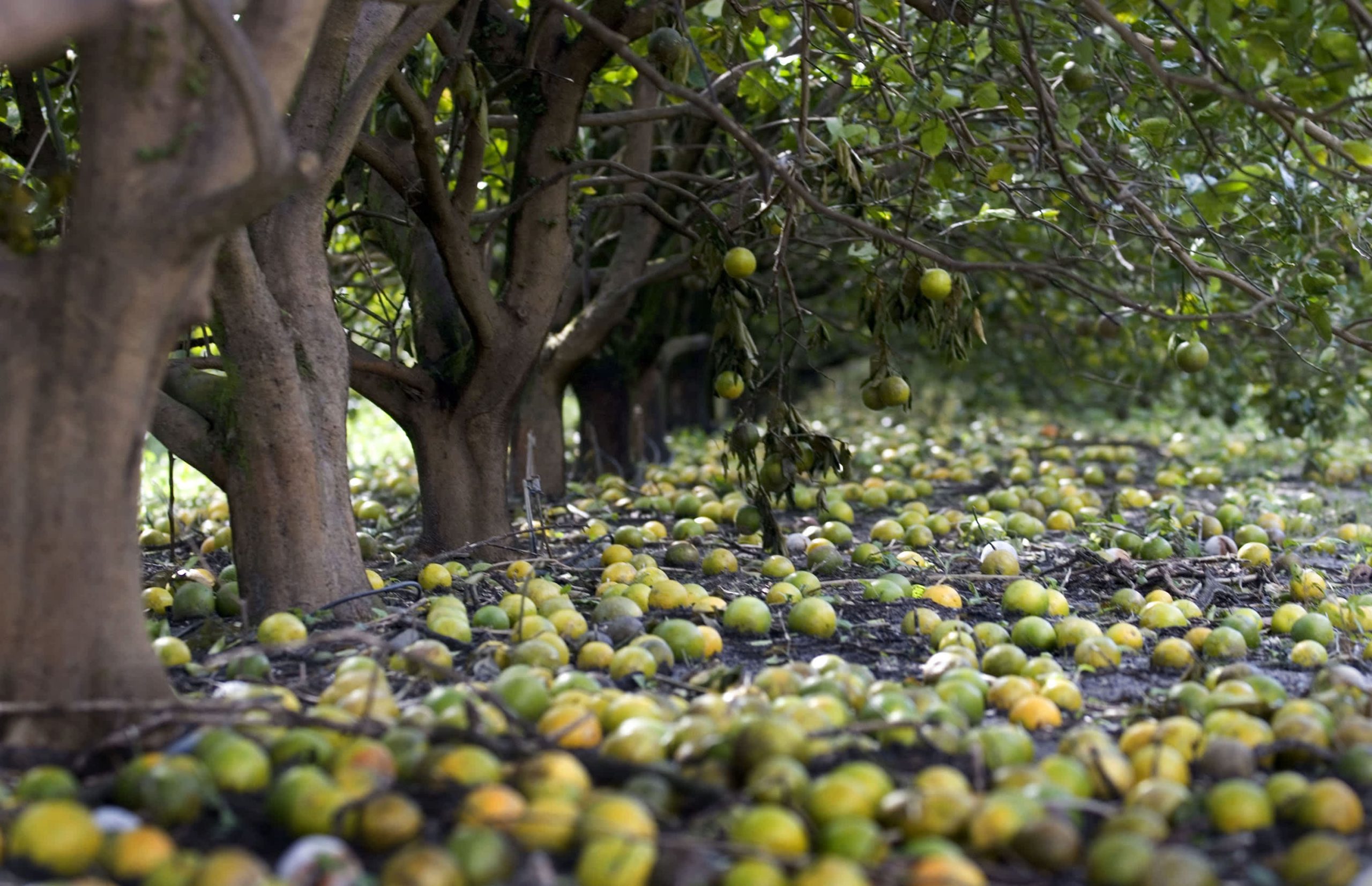 Florida’s Citrus Industry Faces Historic Decline Due to Disease and Hurricanes
