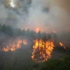 Deadly Wildfire in Turkey Claims 10 Lives as Heatwave Fuels National Crisis