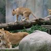 Aalborg Zoo Asks Public to Donate Pets and Horses for Predator Feeding to Support Natural Diets