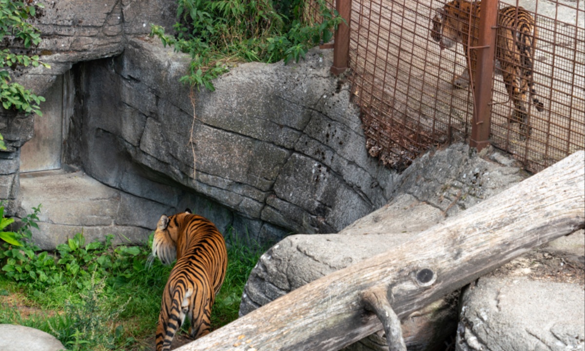 Aalborg Zoo Asks Public to Donate Pets and Horses for Predator Feeding to Support Natural Diets