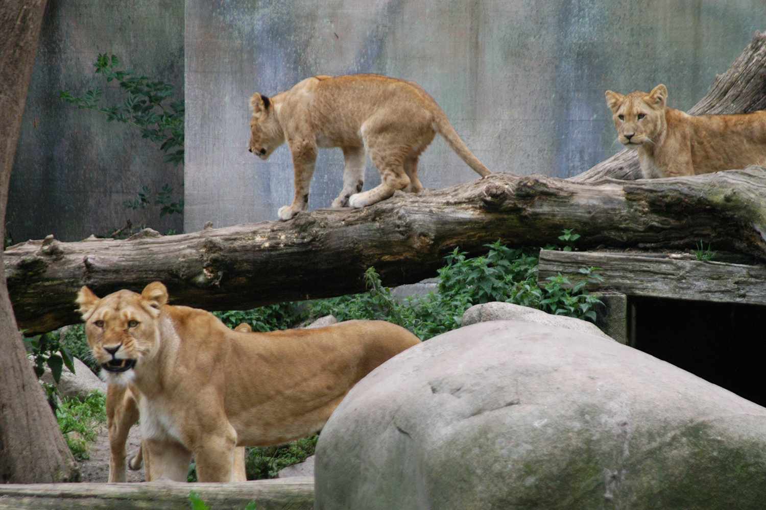 Aalborg Zoo Asks Public to Donate Pets and Horses for Predator Feeding to Support Natural Diets