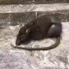 Giant Rats Invade Normanby as Waste, Litter, and Construction Displace Vermin Into Homes