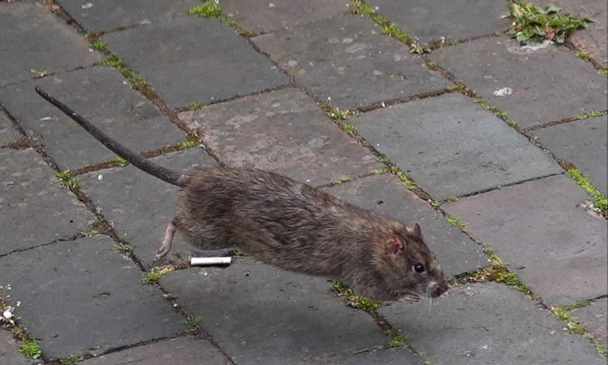 Giant Rats Invade Normanby as Waste, Litter, and Construction Displace Vermin Into Homes