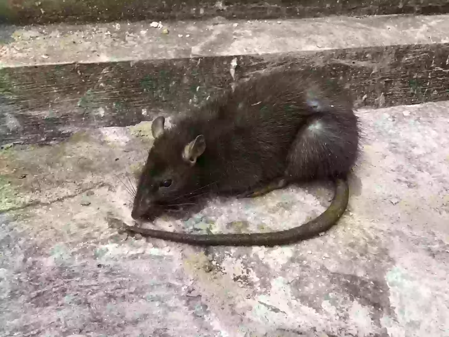 Giant Rats Invade Normanby as Waste, Litter, and Construction Displace Vermin Into Homes