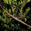Giant Stick Insect Discovered in Australia’s Rainforest Canopy Becomes Nation’s Heaviest Yet