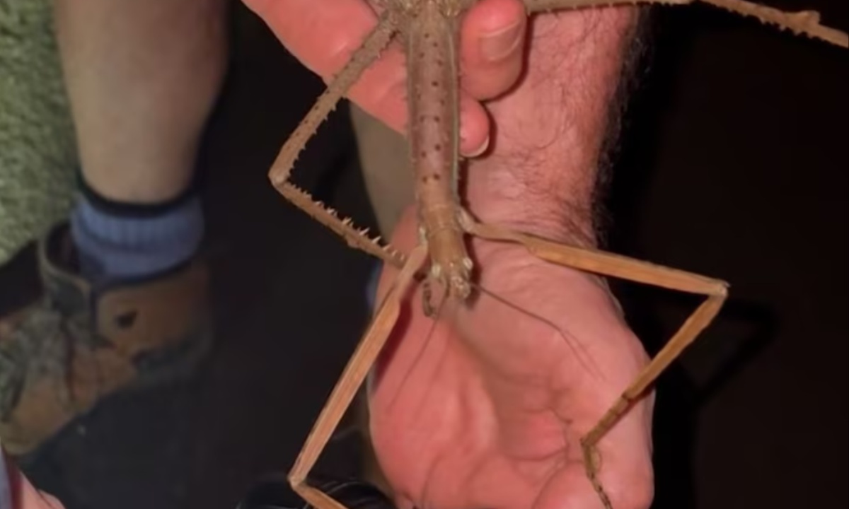 Giant Stick Insect Discovered in Australia’s Rainforest Canopy Becomes Nation’s Heaviest Yet