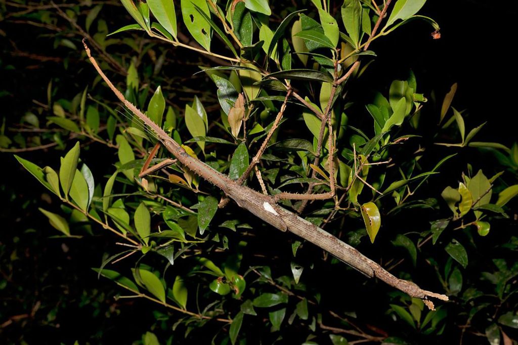 Giant Stick Insect Discovered in Australia’s Rainforest Canopy Becomes Nation’s Heaviest Yet