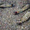 Global Health Crisis Ignited by Plastics Costs $1.5 Trillion Annually, Lancet Warns Ahead of Geneva Talks